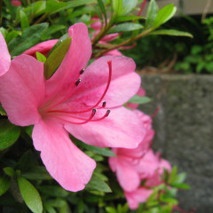 Rhododendron subg tsutsusi