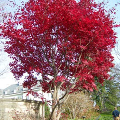 Acer palmatum bloodgood