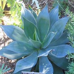 Agave blue flame