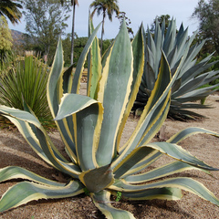 Agave variegata americana