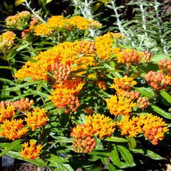 Asclepias tuberosa