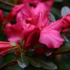 Azalea girards rose