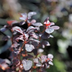 Berberis thunbergii