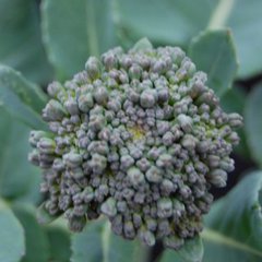 Brassica oleracea packman