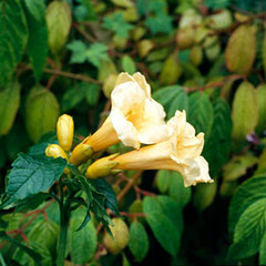 Campsis radicans f flava