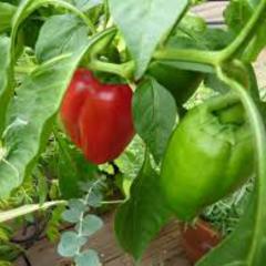 Capsicum annuum california wonder