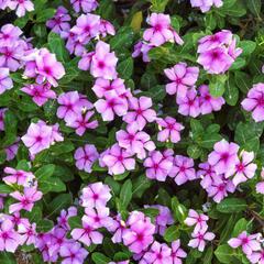 Catharanthus roseus