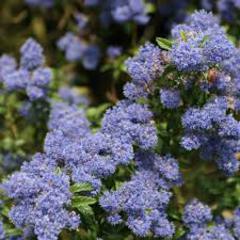 Ceanothus