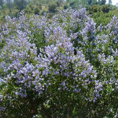 Ceanothus hybrids