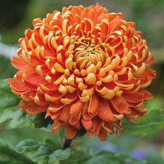 Chrysanthemum