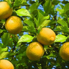 Citrus limon meyer lemon