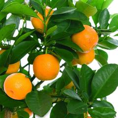 Citrus sinensis washington navel