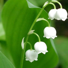 Convallaria majalis