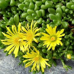 Delosperma