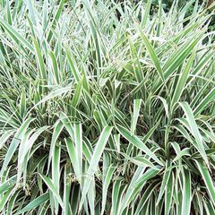 Dianella tasmanica