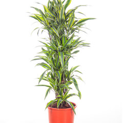 Dracaena fragrans lemon lime