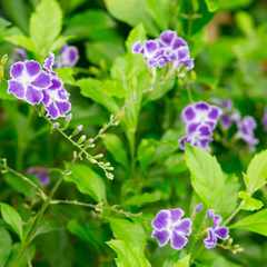 Duranta erecta