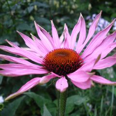 Echinacea