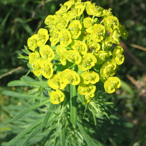 Euphorbia cyparissias