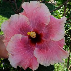 Hibiscus pink lady
