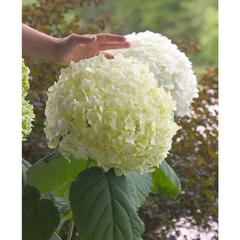 Hydrangea arborescens