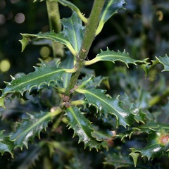 Ilex aquifolium crassifolia