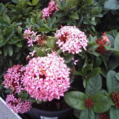 Ixora petite pink