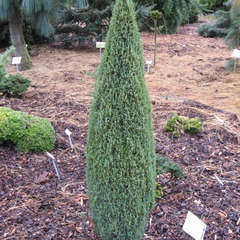 Juniperus communis compressa