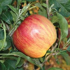 Malus domestica fuji