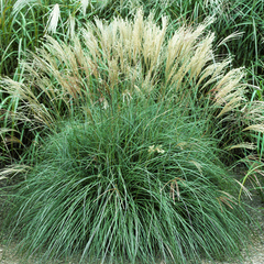 Miscanthus sinensis adagio