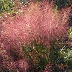 Muhlenbergia capillaris