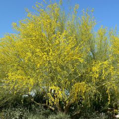 Parkinsonia florida