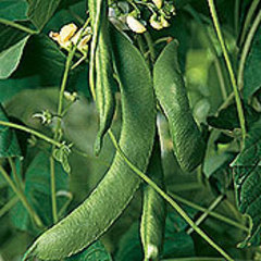 Phaseolus vulgaris jack and the beanstalk
