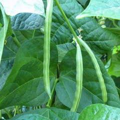 Phaseolus vulgaris kentucky wonder