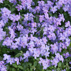 Phlox stolonifera