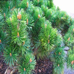 Pinus mugo