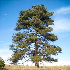 Pinus ponderosa
