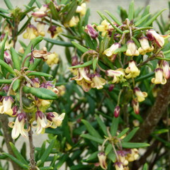 Pittosporum bicolor