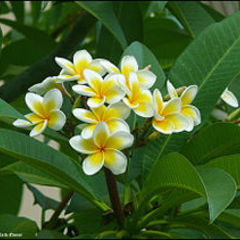 Plumeria rubra