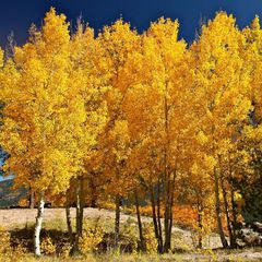 Populus tremuloides