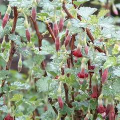 Ribes roezlii
