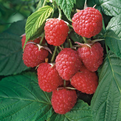 Rubus idaeus autumn bliss