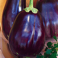 Solanum melongena imperial black beauty