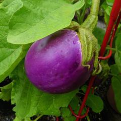 Solanum melongena rosa bianca