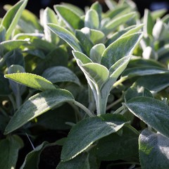 Stachys byzantina big ears
