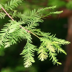 Taxodium distichum