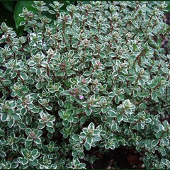 Thymus citriodorus silver queen