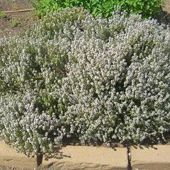 Thymus vulgaris english winter