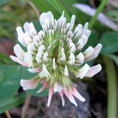 Trifolium repens