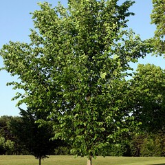 Ulmus americana princeton